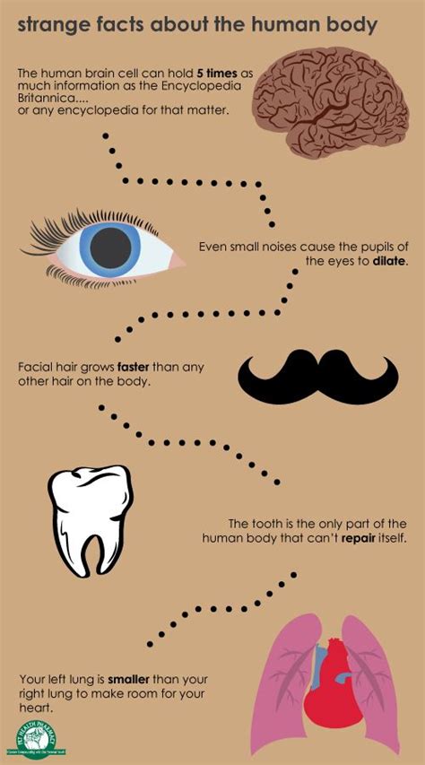 Some strange facts about the human body. #Infographic #HumanBody ...