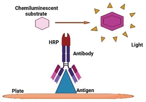 Applications of Chemiluminescence Immunoassay in Medicine | by ...