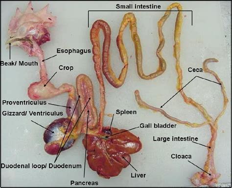 Anatomía y Disección de una Gallina | Melken en la Ciencia