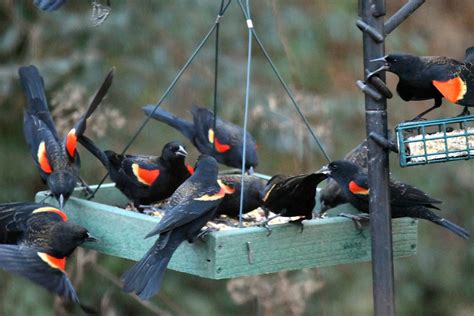 Red-Winged Blackbirds are Special