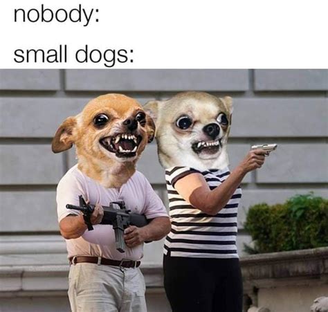 Chiwawas are scary : r/dogmemes