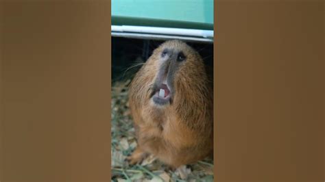 Capybara showing off his teeth - YouTube