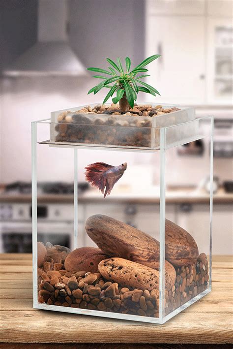 Vita - Bring Life Into Your Home | Ikan cupang, Akuarium, Ide berkebun