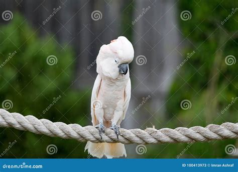 Moluccan Cockatoo stock image. Image of exotic, beautiful - 100413973