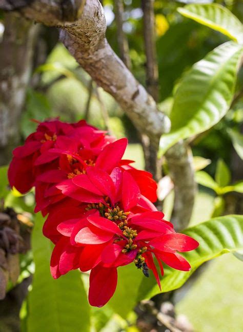 THE CHACONIA: THE NATIONAL FLOWER OF TRINIDAD | Flowers, Trinidad ...