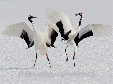 Red-crowned Cranes Dance on Hokkaido | BirdNote