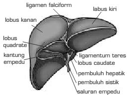 Gambar Struktur Fungsi Organ Sistem Pencernaan Manusia Hati Gambar Bagiannya di Rebanas - Rebanas