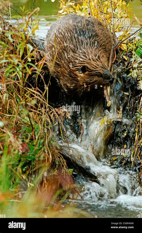 North American beaver, Canadian beaver (Castor canadensis), building a ...