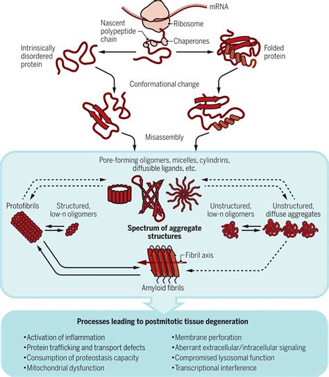 Lüftung Humanressourcen Nominierung protein aggregation mechanism ...