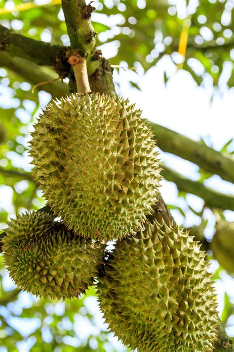 What Is Durian Fruit & What Does It Smell Like (Ultimate Guide ...