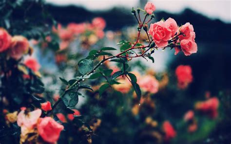 Roses wallpaper ·① Download free cool HD wallpapers for desktop computers and smartphones in any ...