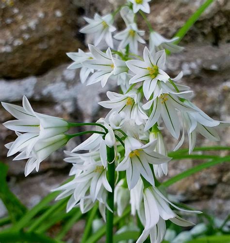 Allium triquetrum | Summer flowering bulbs, Summer flowers, Allium