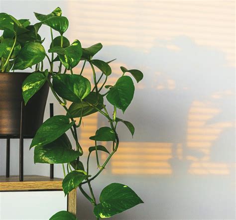 Discover The Top 7 Benefits Of Pothos Plant For Your Home And Health