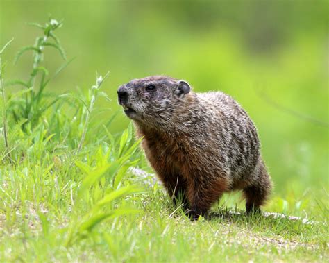 Groundhog - Marmota monax | Chelmsford, Ma. | Tom Murray | Flickr