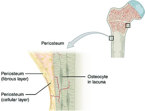 What is Periosteum? | News | Dentagama