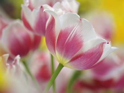 Cute Flowers Iris, Tulip, Lily Wallpapers || Desktop Background Flowers ...
