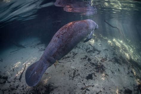 West Indian Manatee: Animals of North America - WorldAtlas.com