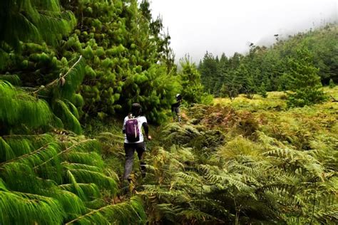 Meesapulimala Trek & Forest Camping | Nature Walkers at Meesapulimala in Bangalore - HighApe