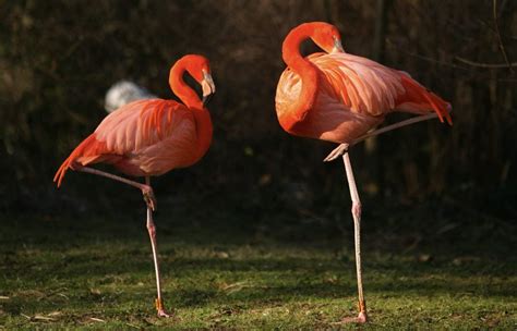 Scientists solve mystery of why flamingos stand on one leg