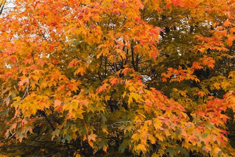 How to Grow and Care for the Red Maple Tree