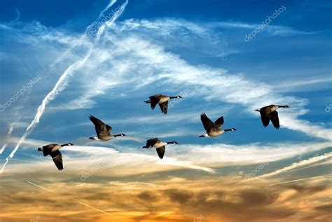 Flying Background Beautiful Birds Images - bmp-urban