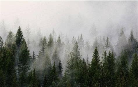 Foggy Forest Wallpaper Peel and Stick Landscape Wall Mural Self ...