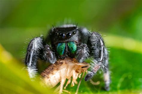 What Do Jumping Spiders Eat? – WhatBugIsThat