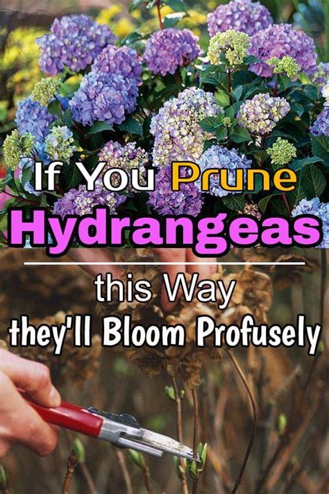 If You Prune Hydrangeas This Way They'll Bloom Profusely! | Hydrangea garden, Pruning hydrangeas ...