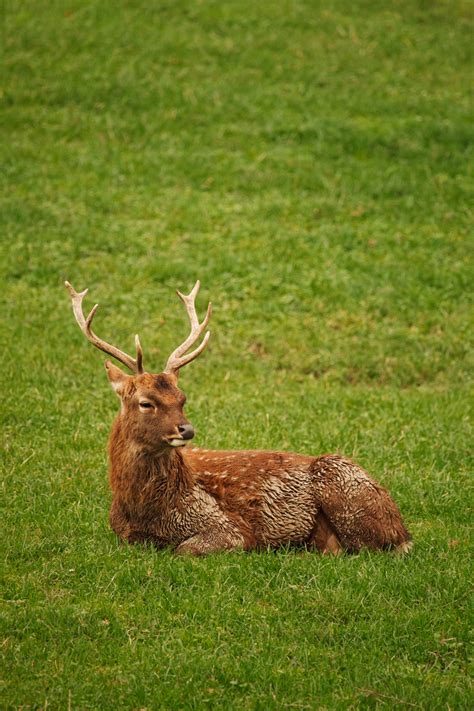 Deer On Grass Free Stock Photo - Public Domain Pictures