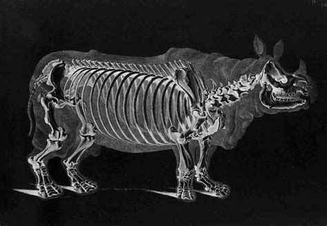 Rhinoceros Skeleton by Eduard Joseph D'Alton circa 1821 - (With images) | Rhinoceros, Skeleton ...