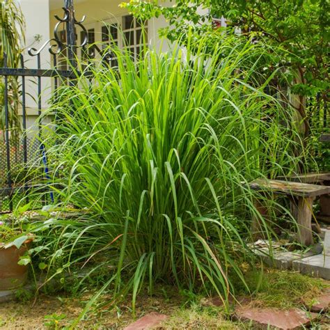 5 plants that repel mosquitoes - Greener on the Inside | Mosquito plants, Lemongrass plant ...