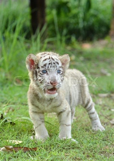 New Born Baby Albino Tiger | Baby White Bengal Tiger | White bengal ...