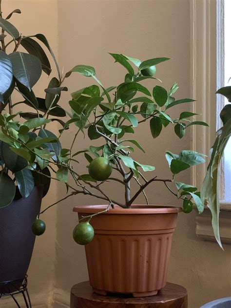 Anyone else grow citrus indoors? Just brought my lime tree back in from summer outside. : r ...