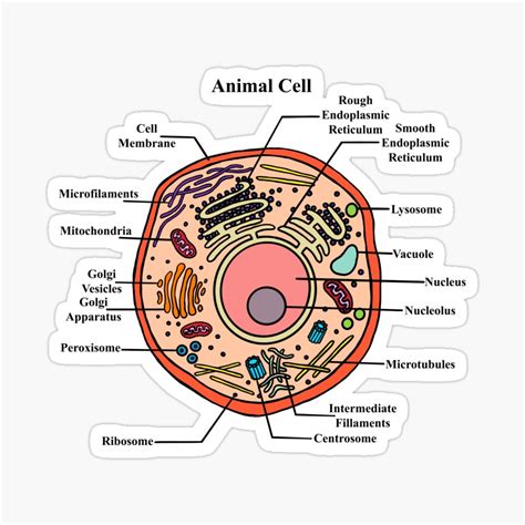 Top 146+ Plant and animal cell diagram not labeled - Merkantilaklubben.org