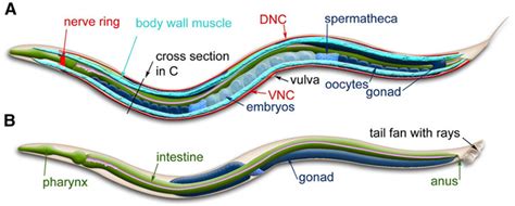 Advantages of using Caenorhabditis Elegans as a Model Organism- Oxford Instruments