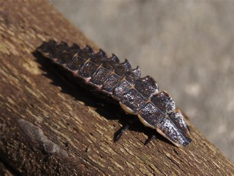 It's a firefly larvae! Fireflies (Lampyridae), Thanks, Bug… | Flickr