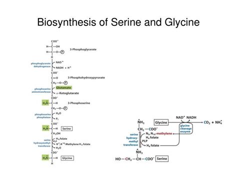 PPT - Overview of Nitrogen Metabolism and Biosynthesis of Amino Acids PowerPoint Presentation ...