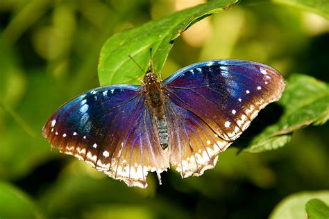 iridescent butterfly wings | Butterfly Pavillion in Westmins… | Flickr