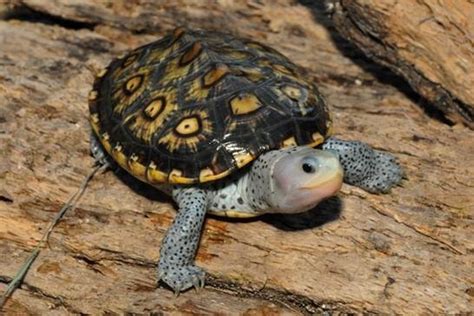 Advocates want to save Florida's wild diamondback terrapins through ...