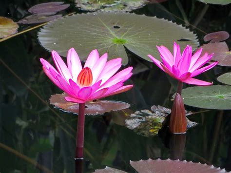 Free photo: Asia, Laos, Water Lily, Pink - Free Image on Pixabay - 1938187