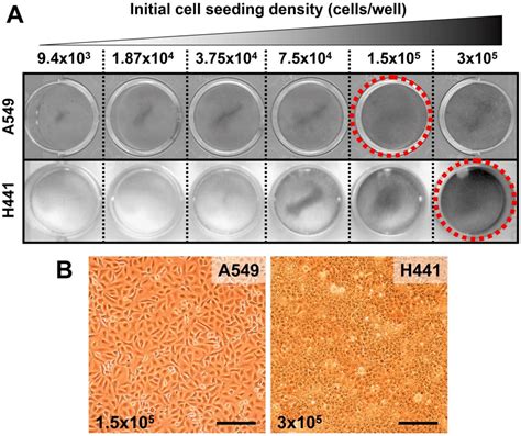 Cell Seeding Density 24 Well Plate