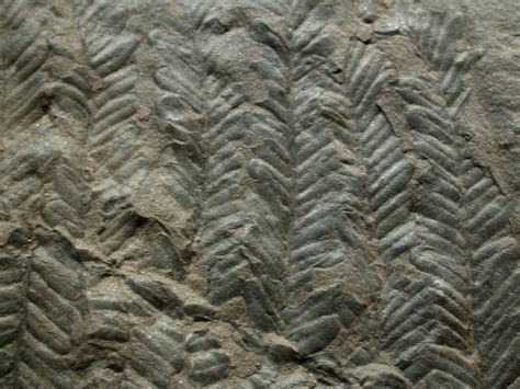 Pteridophyta Fossil