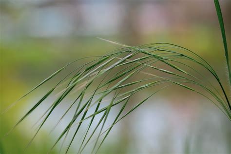 Blade Of Grass, Green Leaves Free Stock Photo - Public Domain Pictures