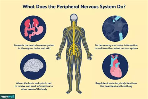 How the Peripheral Nervous System Works : By Kendra Cherry