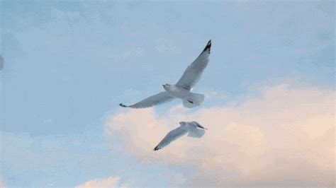 Seagulls GIF by erica shires - Find & Share on GIPHY