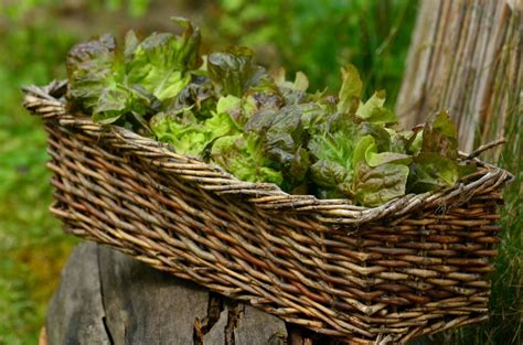 Free picture: basket, food, nature, wood, vegetable, wicker basket, leaf, flora