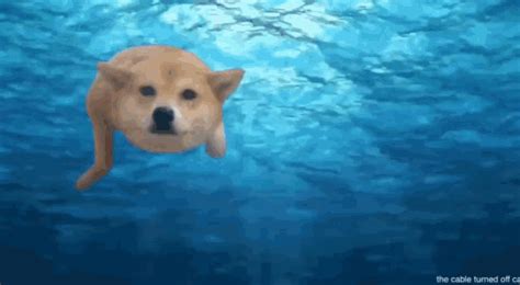 Doge Swim GIFs | Tenor