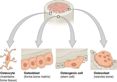 Difference Between Osteoblasts and Osteocytes | Compare the Difference ...