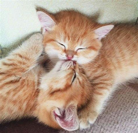 orange kittens kissing :) | Kittens cutest, Beautiful cats, Baby animals