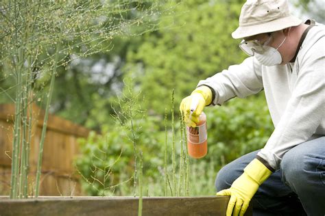 Pesticide | Free Stock Photo | A man spraying a pesticide on some plants in his garden | # 16081